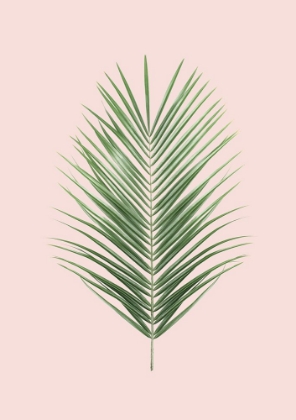 Picture of PALM LEAF BLUSH