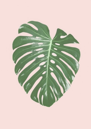 Picture of MONSTERA LEAF BLUSH