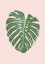 Picture of MONSTERA LEAF BLUSH