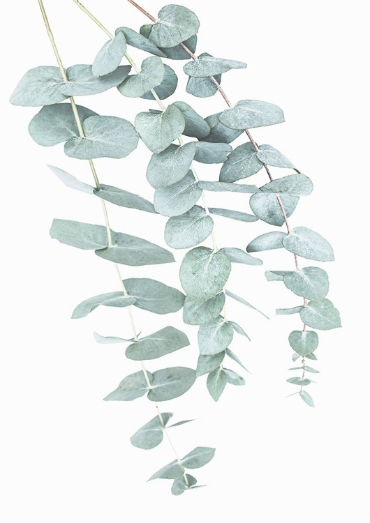 Picture of EUCALYPTUS I