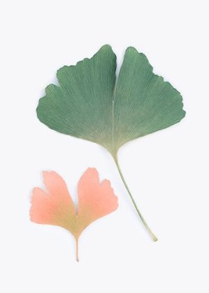 Picture of PASTEL GINKGO