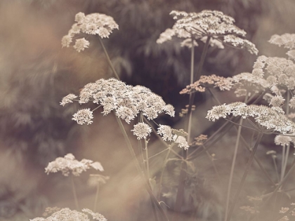 Picture of WILD PARSLEY