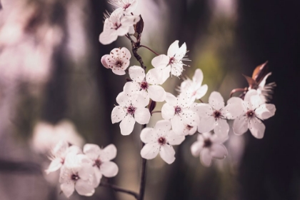 Picture of BLOSSOMS