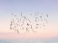 Picture of SUNSET FLIGHT