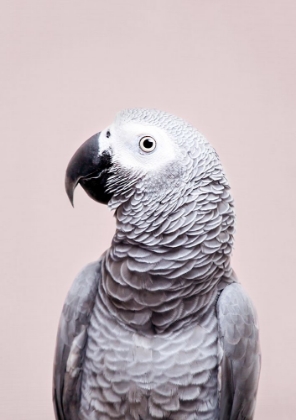 Picture of AFRICAN GREY