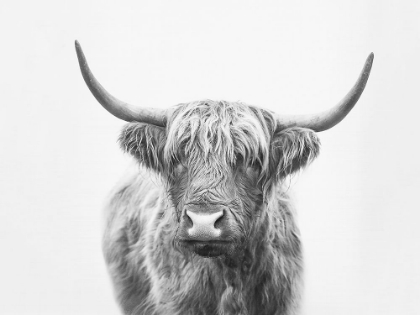 Picture of HIGHLAND BULL