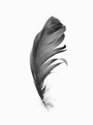 Picture of FEATHER