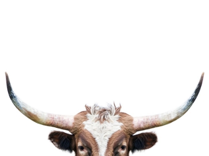 Picture of PEEKING LONGHORN COW