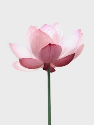 Picture of LOTUS FLOWER