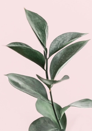 Picture of FOLIAGE ON PINK