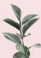 Picture of FOLIAGE ON PINK
