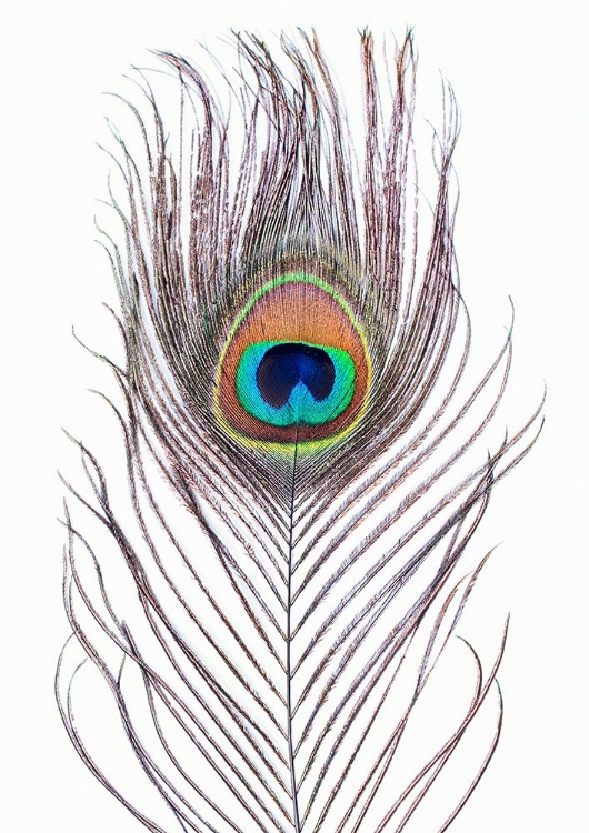 Picture of PEACOCK FEATHER