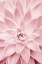 Picture of PINK SUCCULENT