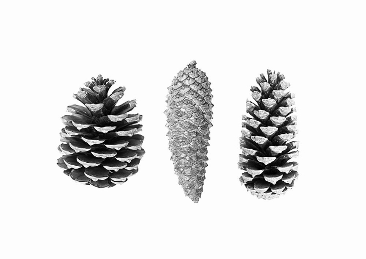 Picture of PINE CONE STUDY