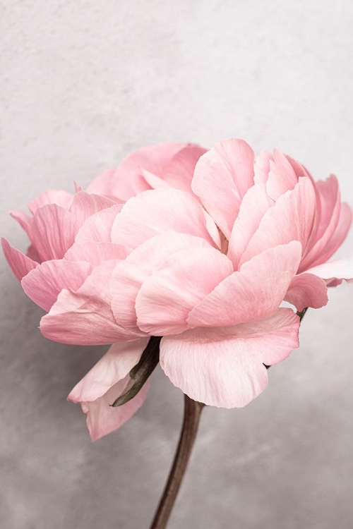 Picture of PEONY
