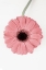 Picture of PINK GERBERA II