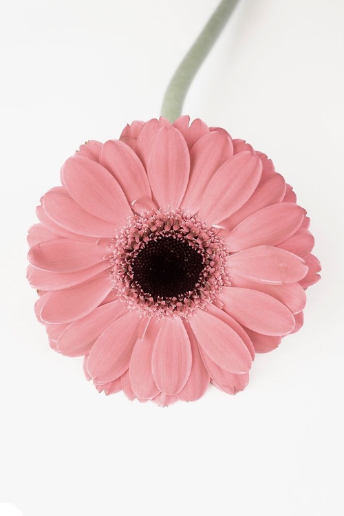 Picture of PINK GERBERA II