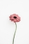 Picture of PINK GERBERA