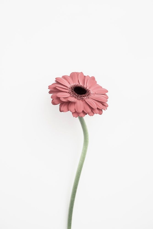 Picture of PINK GERBERA