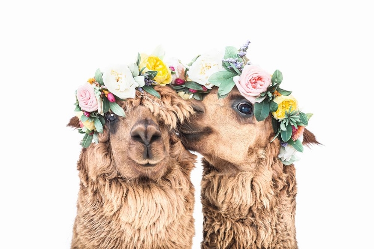 Picture of BOHO ALPACAS