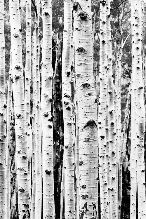 Picture of BIRCHES