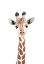 Picture of BABY GIRAFFE