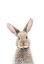Picture of BABY RABBIT