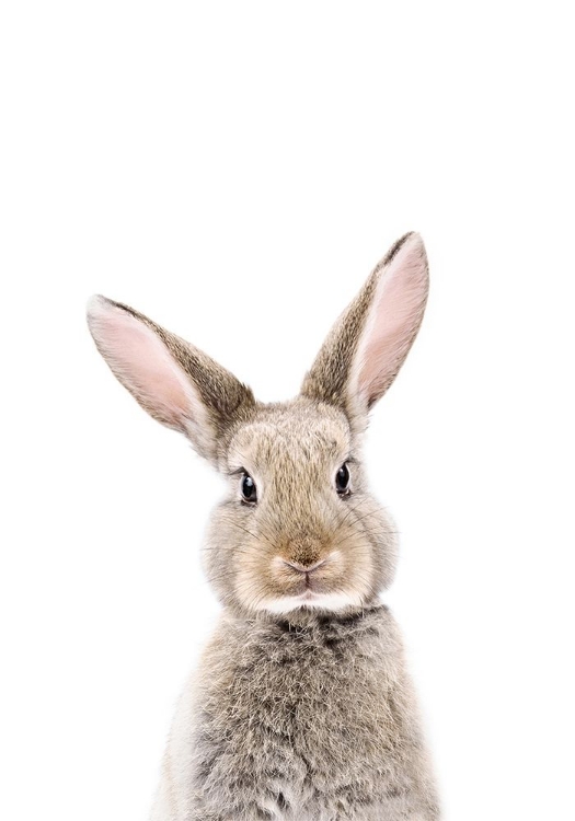 Picture of BABY RABBIT