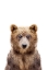 Picture of BABY BEAR