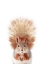 Picture of BABY SQUIREL