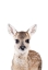 Picture of BABY DEER