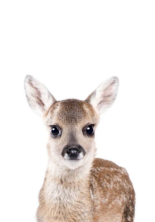 Picture of BABY DEER