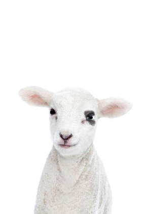 Picture of BABY LAMB