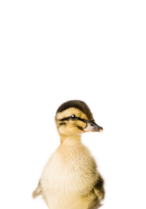 Picture of BABY DUCK
