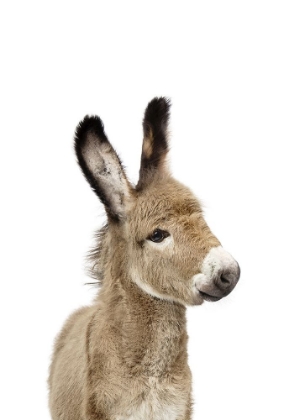 Picture of BABY DONKEY