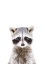 Picture of BABY RACOON