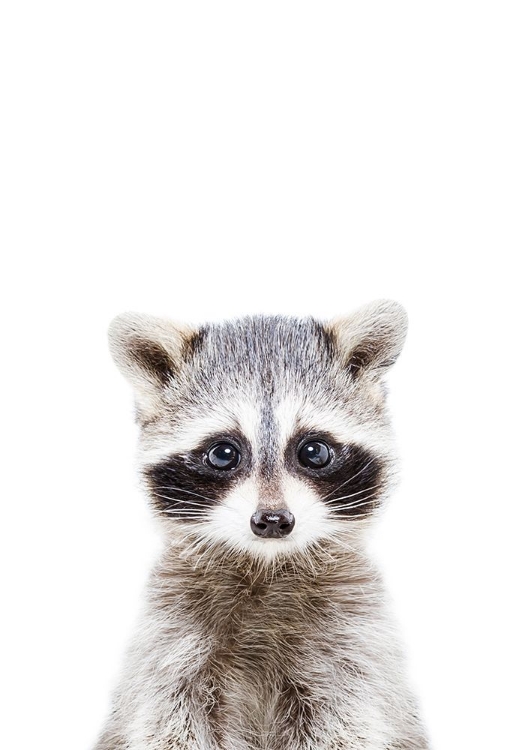 Picture of BABY RACOON
