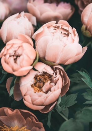 Picture of CORAL PEONIES