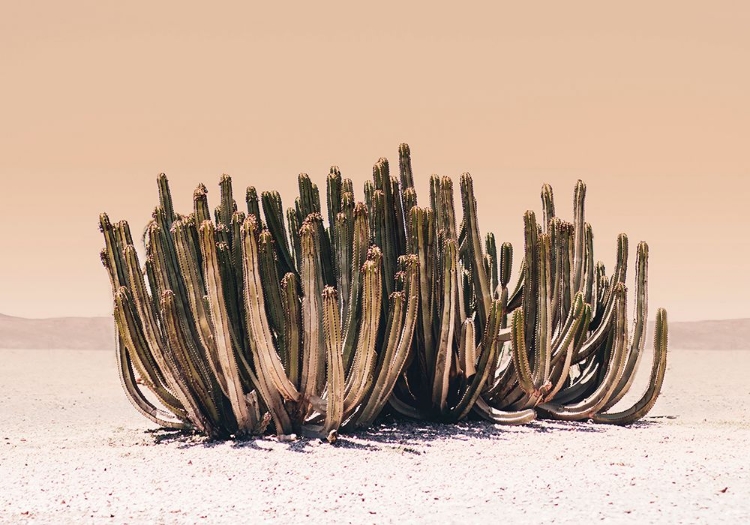 Picture of PEACH SKY CACTUS