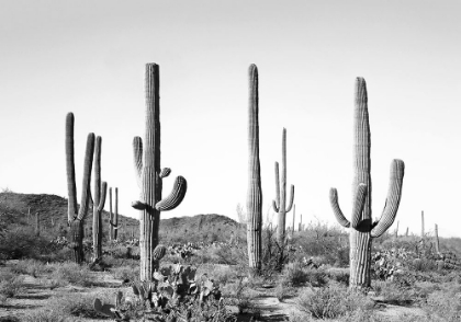 Picture of GREY CACTUS LAND