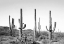 Picture of GREY CACTUS LAND