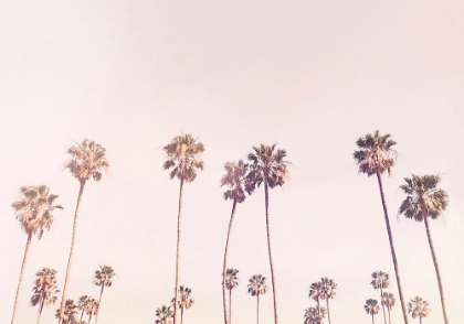 Picture of SUNNY CALI PALM TREES