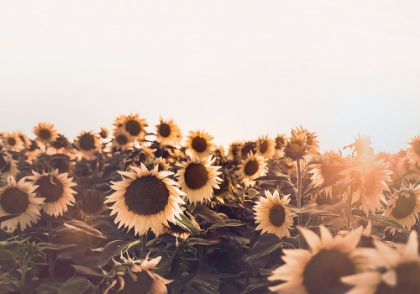 Picture of SUNFLOWERS