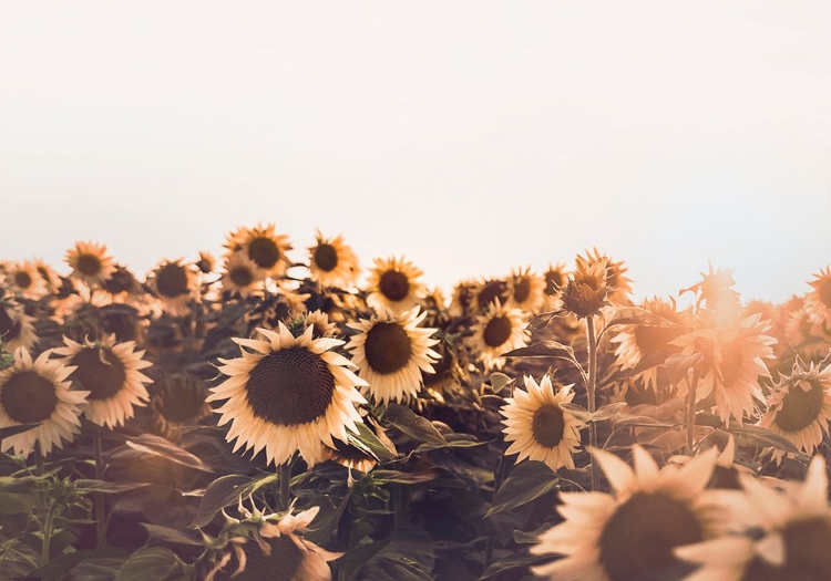 Picture of SUNFLOWERS