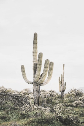 Picture of PINK SAGUARO