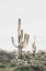 Picture of PINK SAGUARO