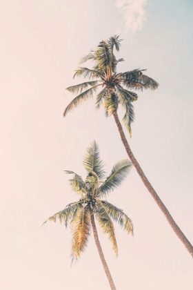 Picture of TROPICAL PALMS