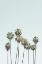 Picture of BLUE PALM TREES