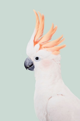 Picture of COCKATOO