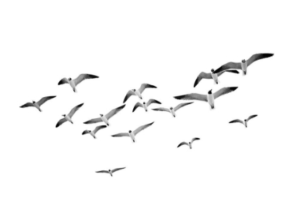 Picture of FLYING BIRDS